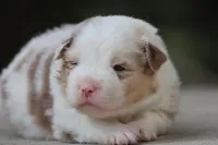 AC/DC, a male Australian Shepherd for sale in Lake City, MI – Photo 7 of 10