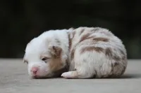 AC/DC, a male Australian Shepherd for sale in Lake City, MI – Photo 4 of 10