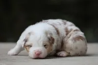AC/DC, a male Australian Shepherd for sale in Lake City, MI – Photo 1 of 10
