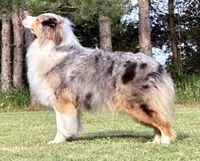 AC/DC, a male Australian Shepherd for sale in Lake City, MI – Photo 10 of 10