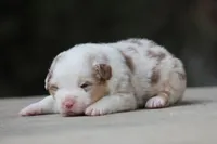 AC/DC, a male Australian Shepherd for sale in Lake City, MI – Photo 2 of 10
