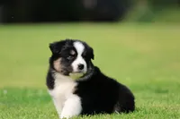 Pop!, a male Australian Shepherd for sale in Lake City, MI – 7 of 9