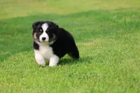 Pop!, a male Australian Shepherd for sale in Lake City, MI – 9 of 9