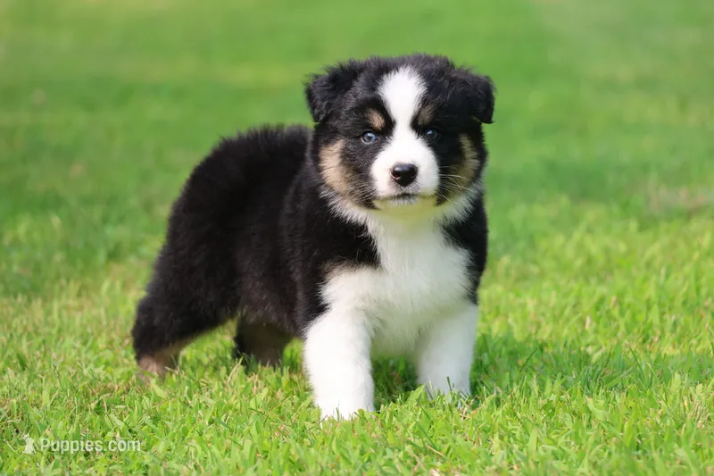 Pop! – Australian Shepherd puppy for sale in Lake City, MI