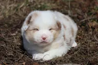 AcDc, a male Australian Shepherd for sale in Lake City, MI – Photo 9 of 10