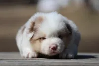 AcDc, a male Australian Shepherd for sale in Lake City, MI – Photo 5 of 10