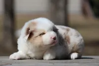 AcDc, a male Australian Shepherd for sale in Lake City, MI – Photo 7 of 10