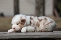 AcDc, a male Australian Shepherd for sale in Lake City, MI – Photo 3 of 10