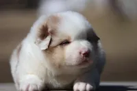 AcDc, a male Australian Shepherd for sale in Lake City, MI – Photo 6 of 10