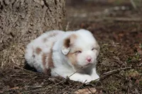AcDc, a male Australian Shepherd for sale in Lake City, MI – Photo 2 of 10