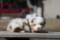 AcDc, a male Australian Shepherd for sale in Lake City, MI – Photo 4 of 10
