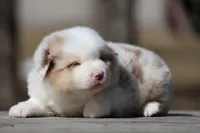 AcDc, a male Australian Shepherd for sale in Lake City, MI – Photo 1 of 10