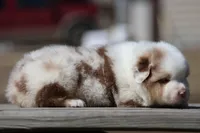 AcDc, a male Australian Shepherd for sale in Lake City, MI – Photo 8 of 10