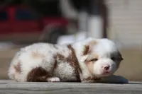 AcDc, a male Australian Shepherd for sale in Lake City, MI – Photo 10 of 10