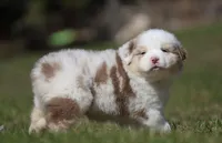 ACDC, a male Australian Shepherd for sale in Lake City, MI – Photo 5 of 10