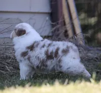 ACDC, a male Australian Shepherd for sale in Lake City, MI – Photo 8 of 10