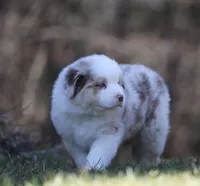 ACDC, a male Australian Shepherd for sale in Lake City, MI – Photo 9 of 10