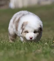 ACDC, a male Australian Shepherd for sale in Lake City, MI – Photo 6 of 10