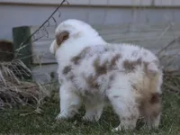 ACDC, a male Australian Shepherd for sale in Lake City, MI – Photo 7 of 10