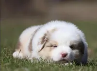 ACDC, a male Australian Shepherd for sale in Lake City, MI – Photo 2 of 10