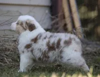 ACDC, a male Australian Shepherd for sale in Lake City, MI – Photo 3 of 10