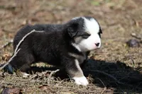 Kiss, a male Australian Shepherd for sale in Lake City, MI – Photo 4 of 9