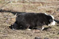 Kiss, a male Australian Shepherd for sale in Lake City, MI – Photo 9 of 9