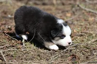 Kiss, a male Australian Shepherd for sale in Lake City, MI – Photo 8 of 9