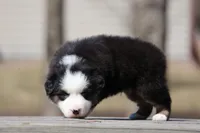 Kiss, a male Australian Shepherd for sale in Lake City, MI – Photo 2 of 9