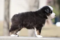 Kiss, a male Australian Shepherd for sale in Lake City, MI – Photo 6 of 9