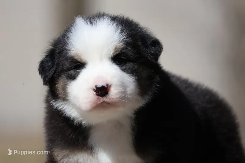 Kiss – Australian Shepherd puppy for sale in Lake City, MI
