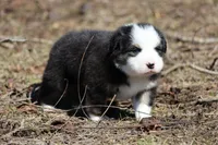 Kiss, a male Australian Shepherd for sale in Lake City, MI – Photo 5 of 9