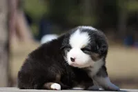 Kiss, a male Australian Shepherd for sale in Lake City, MI – Photo 3 of 9