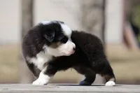 Kiss, a male Australian Shepherd for sale in Lake City, MI – Photo 7 of 9