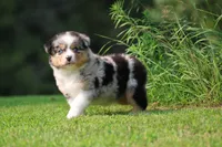 Firecracker , a male Australian Shepherd for sale in Lake City, MI – 2 of 8