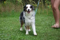 Laney, a female Australian Shepherd for sale in Lake City, MI – 5 of 6