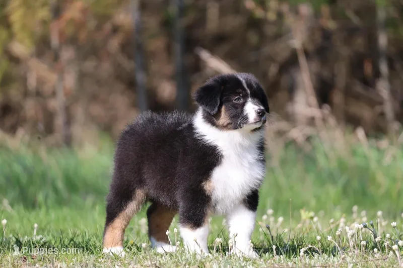 Mars -female  – Australian Shepherd puppy for sale in Lake City, MI