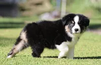Pop, a male Australian Shepherd for sale in Lake City, MI – 5 of 6