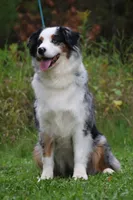 Laney, a female Australian Shepherd for sale in Lake City, MI – 4 of 6