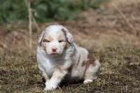 Matalica , a male Australian Shepherd for sale in Lake City, MI – Photo 2 of 10
