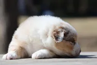 Matalica , a male Australian Shepherd for sale in Lake City, MI – Photo 3 of 10