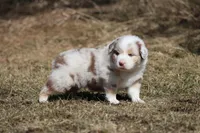 Matalica , a male Australian Shepherd for sale in Lake City, MI – Photo 9 of 10