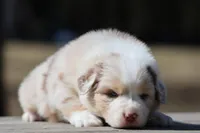 Matalica , a male Australian Shepherd for sale in Lake City, MI – Photo 1 of 10