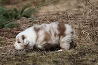 Matalica , a male Australian Shepherd for sale in Lake City, MI – Photo 8 of 10