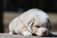 Matalica , a male Australian Shepherd for sale in Lake City, MI – Photo 4 of 10
