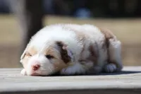 Matalica , a male Australian Shepherd for sale in Lake City, MI – Photo 5 of 10