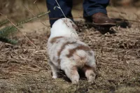 Matalica , a male Australian Shepherd for sale in Lake City, MI – Photo 7 of 10