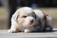 Matalica , a male Australian Shepherd for sale in Lake City, MI – Photo 6 of 10