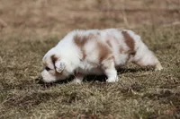 Matalica , a male Australian Shepherd for sale in Lake City, MI – Photo 10 of 10