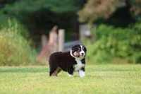 Crackle , a male Australian Shepherd for sale in Lake City, MI – 7 of 8